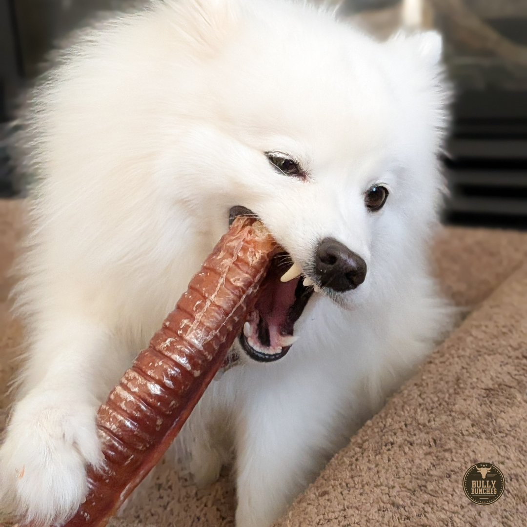 12 Inch Trachea Wrapped in Jerky