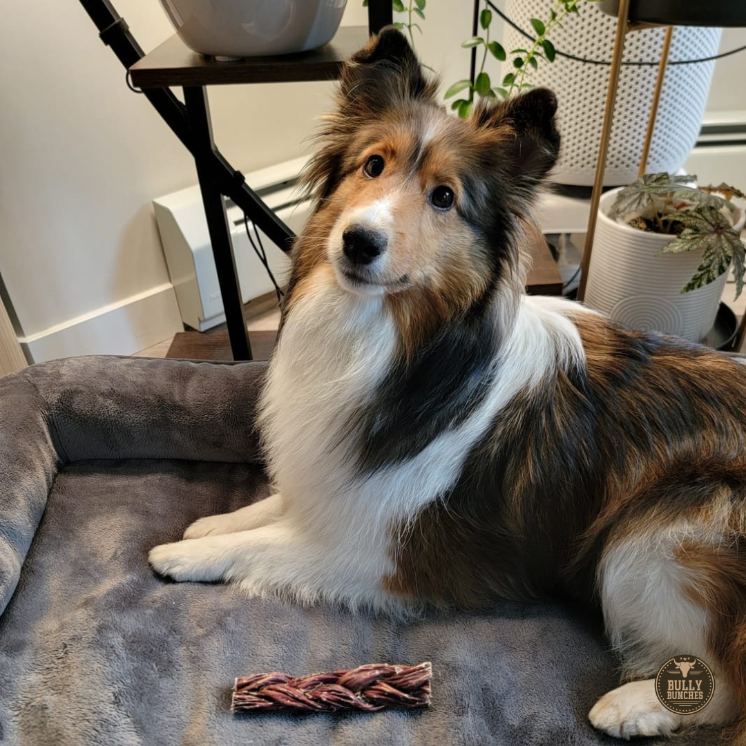 6 Inch Braided Jerky Stick
