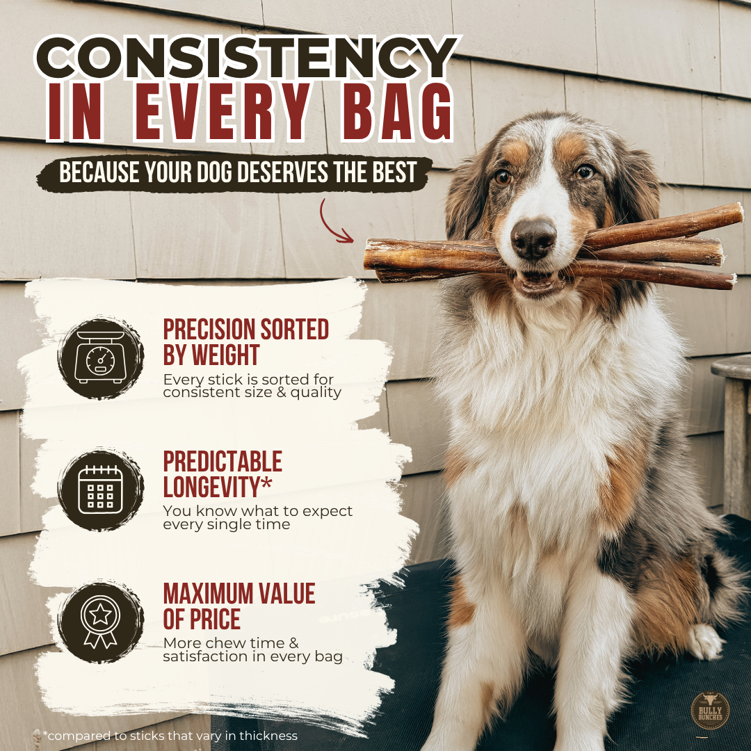12 Inch Monster Braided Bully Stick