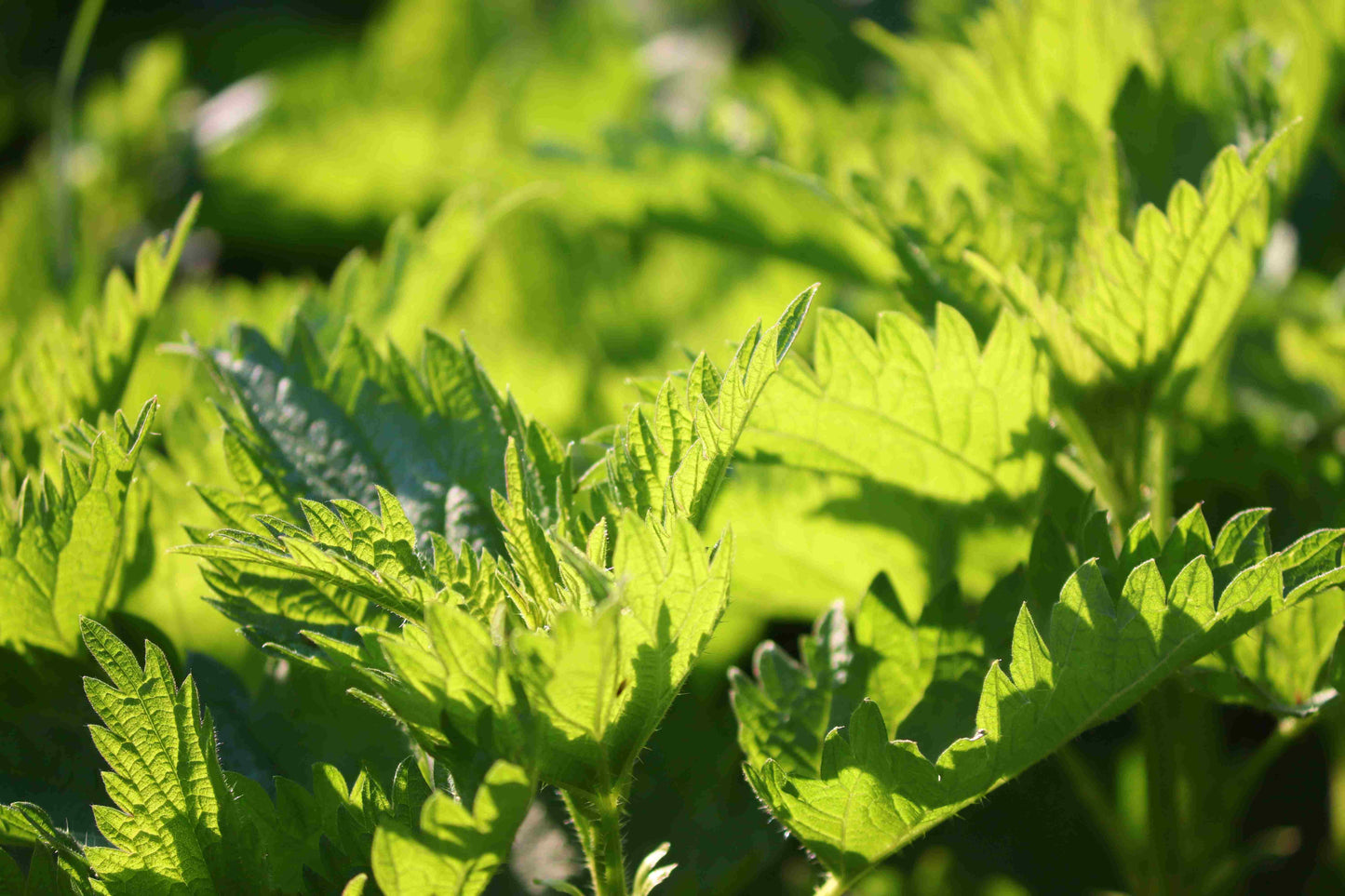 DROP - THE INCREDIBLE ORGANIC NETTLE 2000mg - Food Supplement